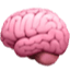brain